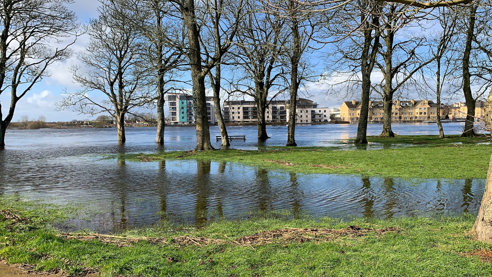 bare trees near body of water during daytime